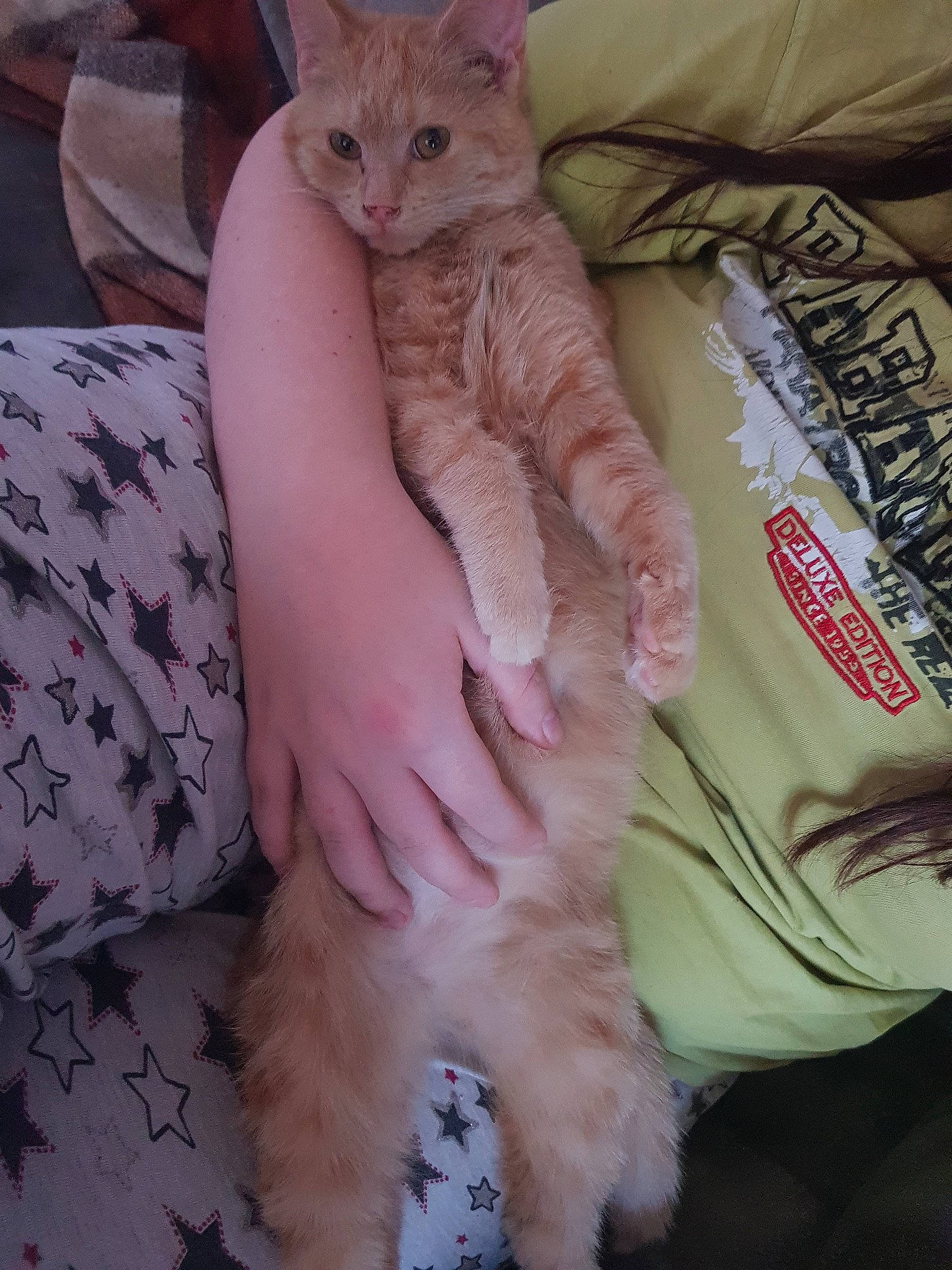 Capucine a rejoint le concours — aidez-le/la à gagner de superbes lots ! american_curl, asian, carnivore, cat, claw, european_shorthair, eye, felidae, fur, german_rex, kitten, leg, mammal, paw, polydactyl_cat, skin, small_to_medium_sized_cats, turkish_angora, turkish_van, whiskers