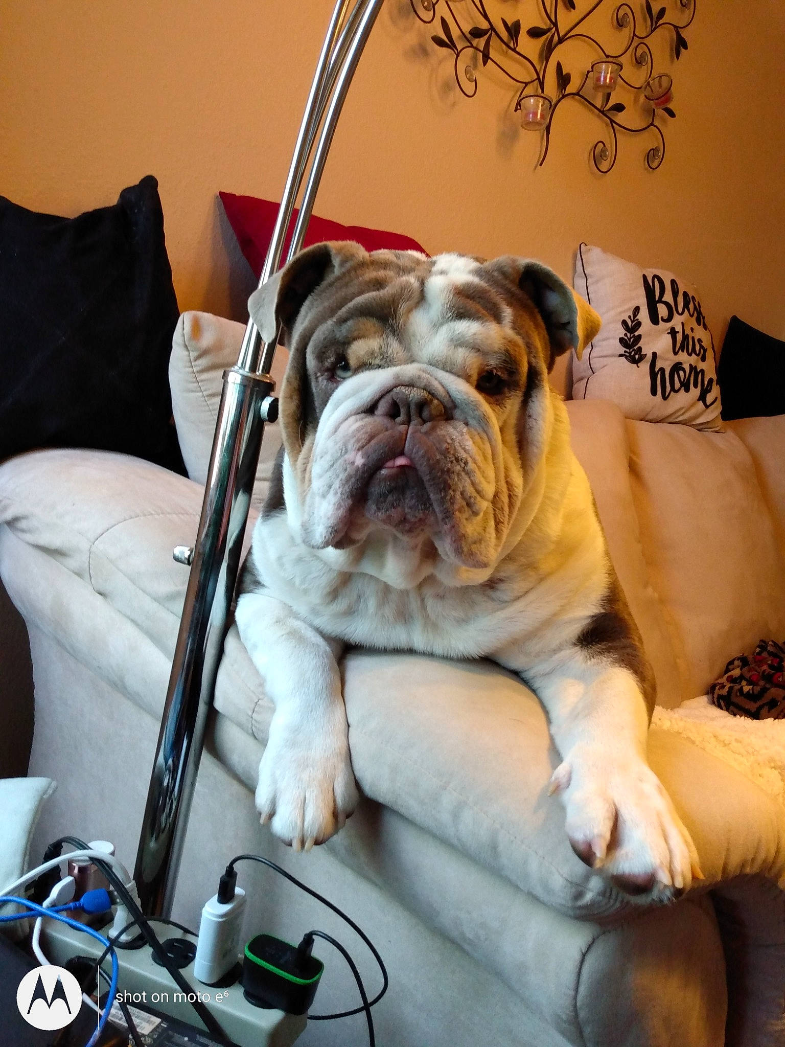 Marshmellow is registered to the contest to win money with this photo: bulldog, carnivore, chair, club_chair, comfort, companion_dog, couch, dog, dog_breed, dog_supply, fawn, fur, linens, room, sporting_group, telephone, toy_dog, vertebrate, white_english_bulldog, wrinkle