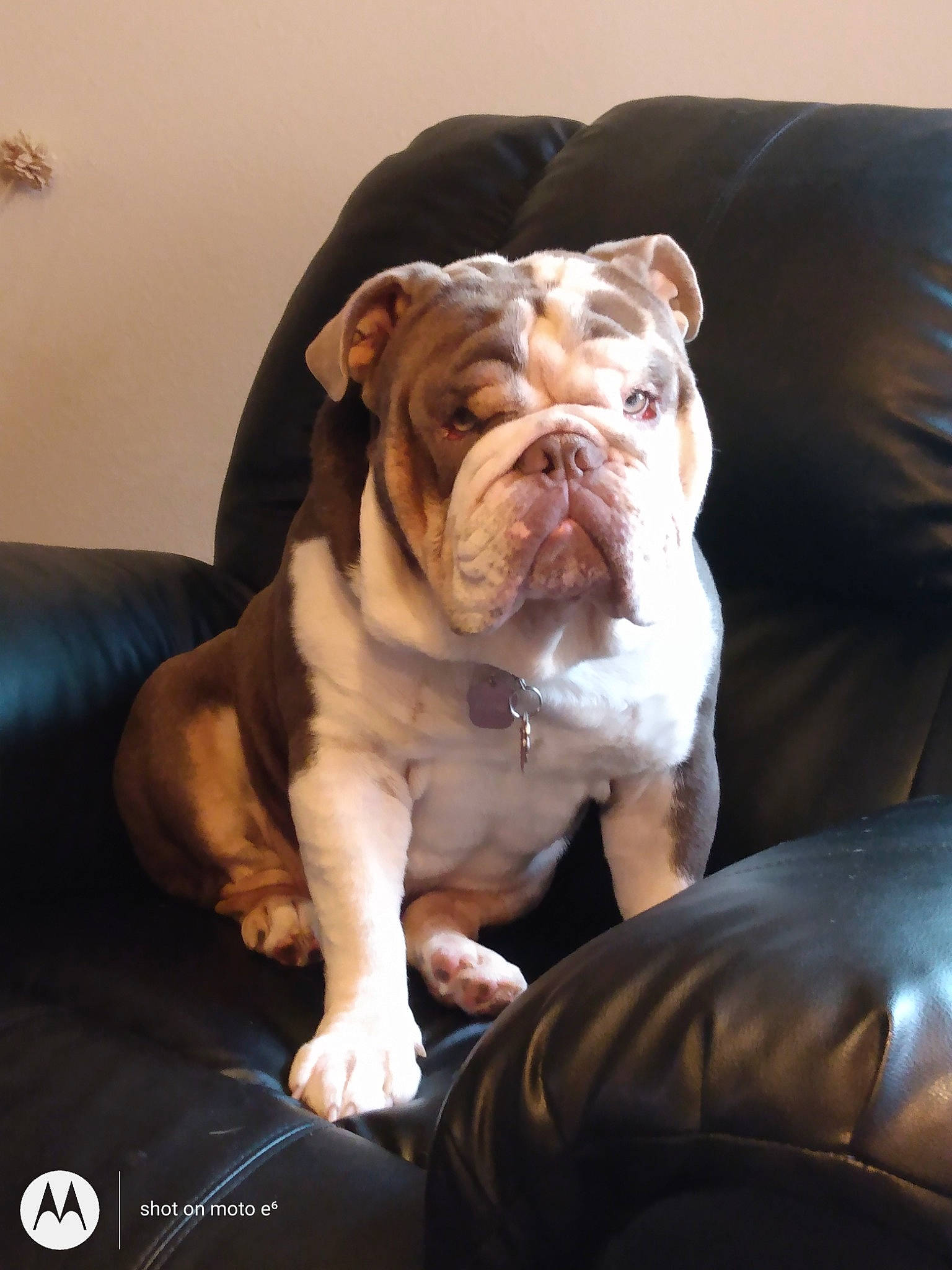 Marshmellow joined the competition — help win amazing prizes! bulldog, canidae, carnivore, comfort, companion_dog, couch, dog, dog_breed, fawn, fur, liver, molosser, non_sporting_group, snout, sporting_group, terrestrial_animal, whiskers, white_english_bulldog, working_animal, wrinkle