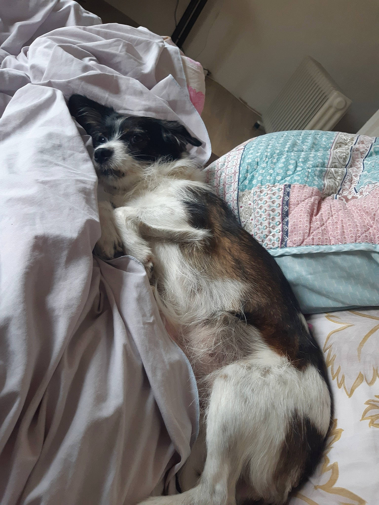 Brandy participe au concours pour gagner de l'argent avec cette photo : canidae, carnivore, companion_dog, dog, dog_breed, fur, japanese_chin, mammal, shih_tzu, sporting_group, tail