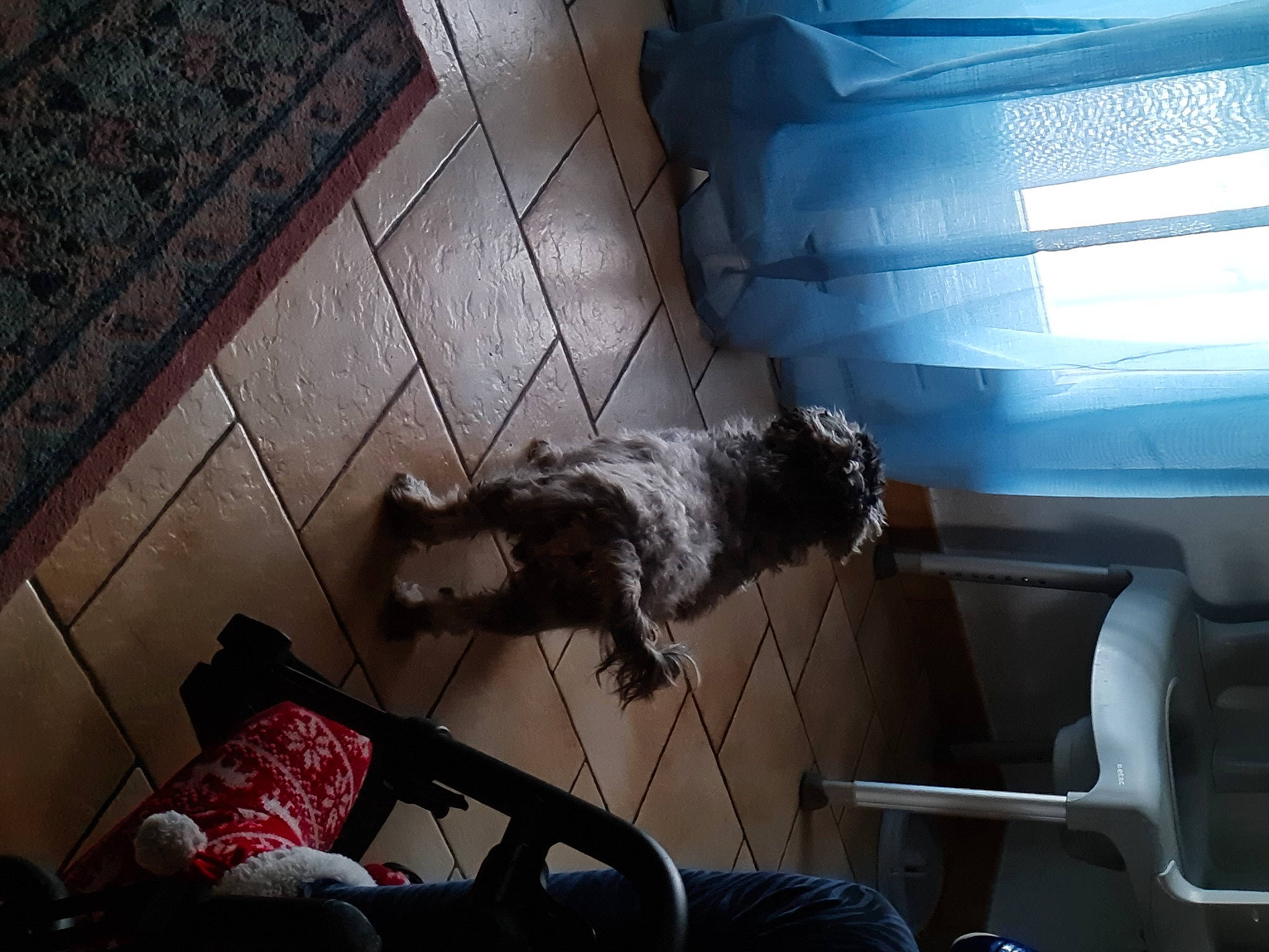 Fanny participe au concours pour gagner de l'argent avec cette photo : canidae, carnivore, comfort, companion_dog, dog, dog_breed, dog_supply, felidae, flooring, fur, hardwood, mammal, pet_supply, small_to_medium_sized_cats, sporting_group, tail, tints_and_shades, vertebrate, working_animal