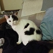 Isabelle Garreau a rejoint le concours — aidez-le/la à gagner de superbes lots ! cat, black_and_white, feline, pet, indoor, couch, blanket, pillow, fur_pattern, heart_shape, animal, domestic, resting, cozy, home, cute, whiskers, ears, tail, sitting