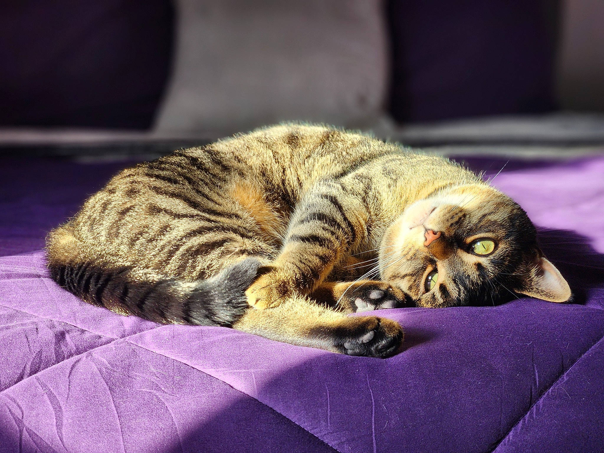Clyde B. Mcpitterpatter joined the competition — help win amazing prizes! bed, carnivore, cat, claw, comfort, darkness, domestic_short_haired_cat, felidae, fur, grey, nap, paw, sleep, small_to_medium_sized_cats, snout, tail, terrestrial_animal, whiskers, wildlife, wood