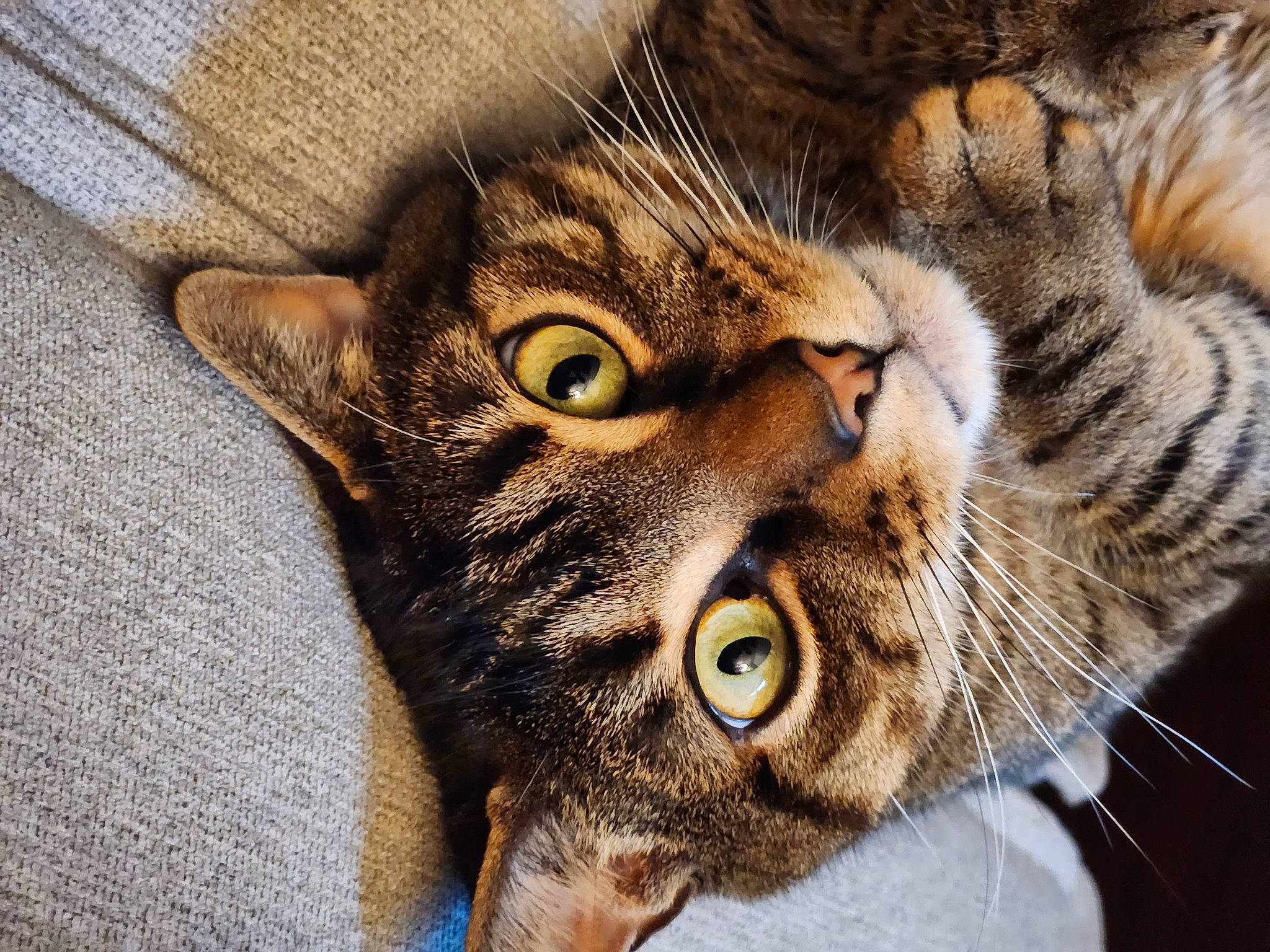 Clyde B. Mcpitterpatter is registered to the contest to win money with this photo: carnivore, cat, domestic_short_haired_cat, ear, eye, felidae, fur, grass, paw, small_to_medium_sized_cats, snout, terrestrial_animal, whiskers, wildlife
