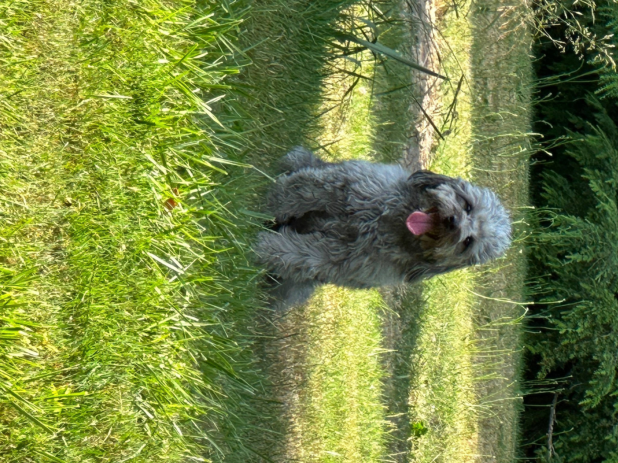 Molly is registered to the contest to win money with this photo: canidae, carnivore, companion_dog, dog, dog_breed, grass, grassland, groundcover, pasture, plant, ratite, shrub, sporting_group, tail, terrestrial_plant, terrier, tree, trunk, water_dog, working_animal