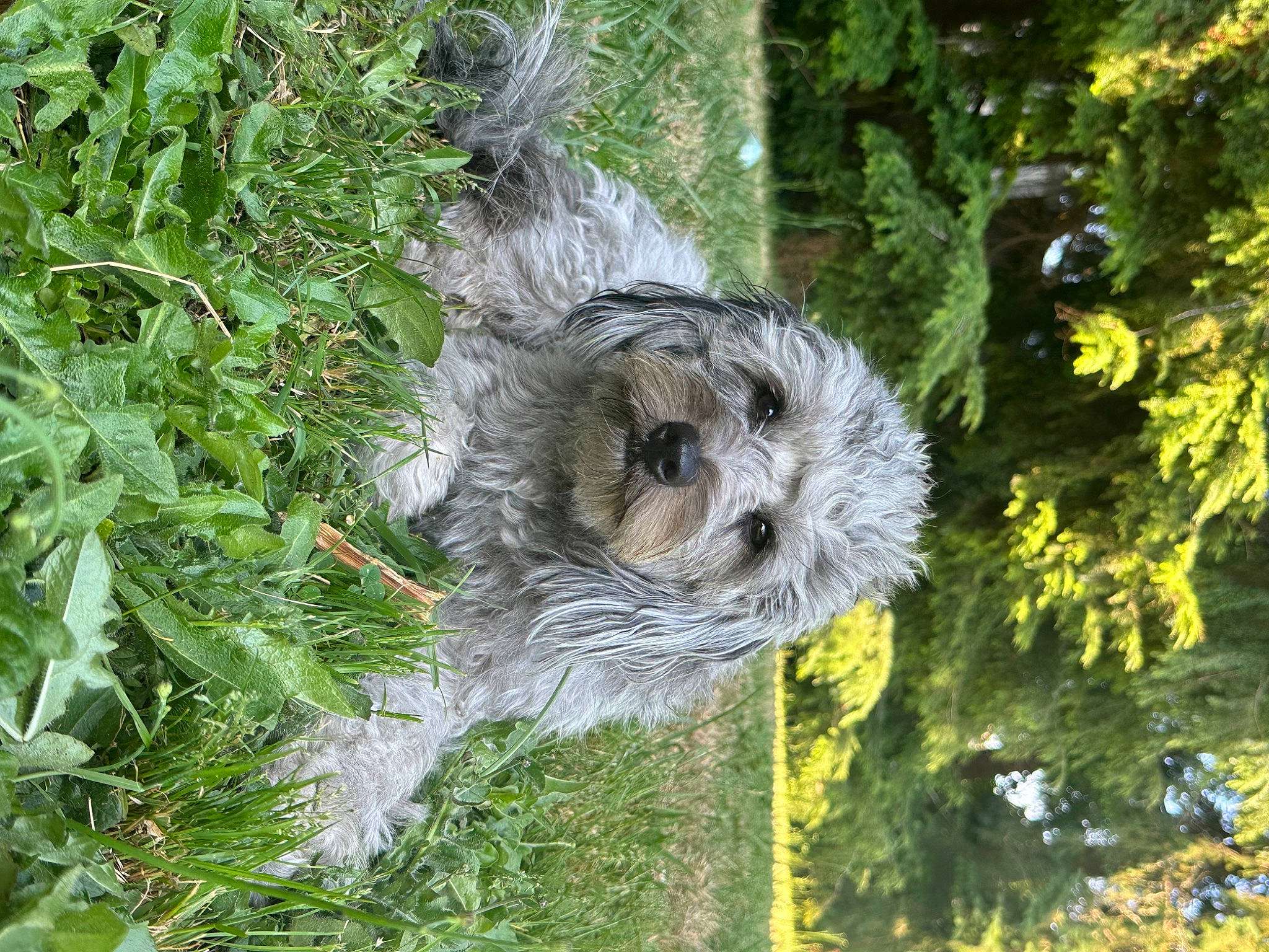 Molly is registered to the contest to win money with this photo: botany, canidae, carnivore, companion_dog, dog, dog_breed, grass, groundcover, herb, plant, shrub, snout, sporting_group, terrestrial_plant, toy_dog, tree, trunk, twig, vegetation, wood