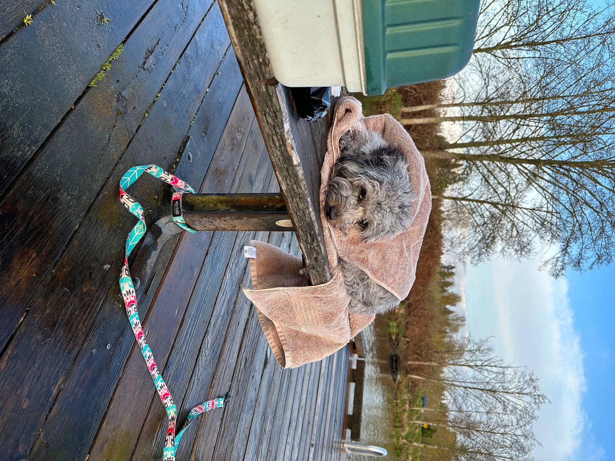 Molly is registered to the contest to win money with this photo: cloud, hardwood, metal, plank, plant, pole, rope, sky, tire, tree, trunk, twig, wheel, wood, wood_stain