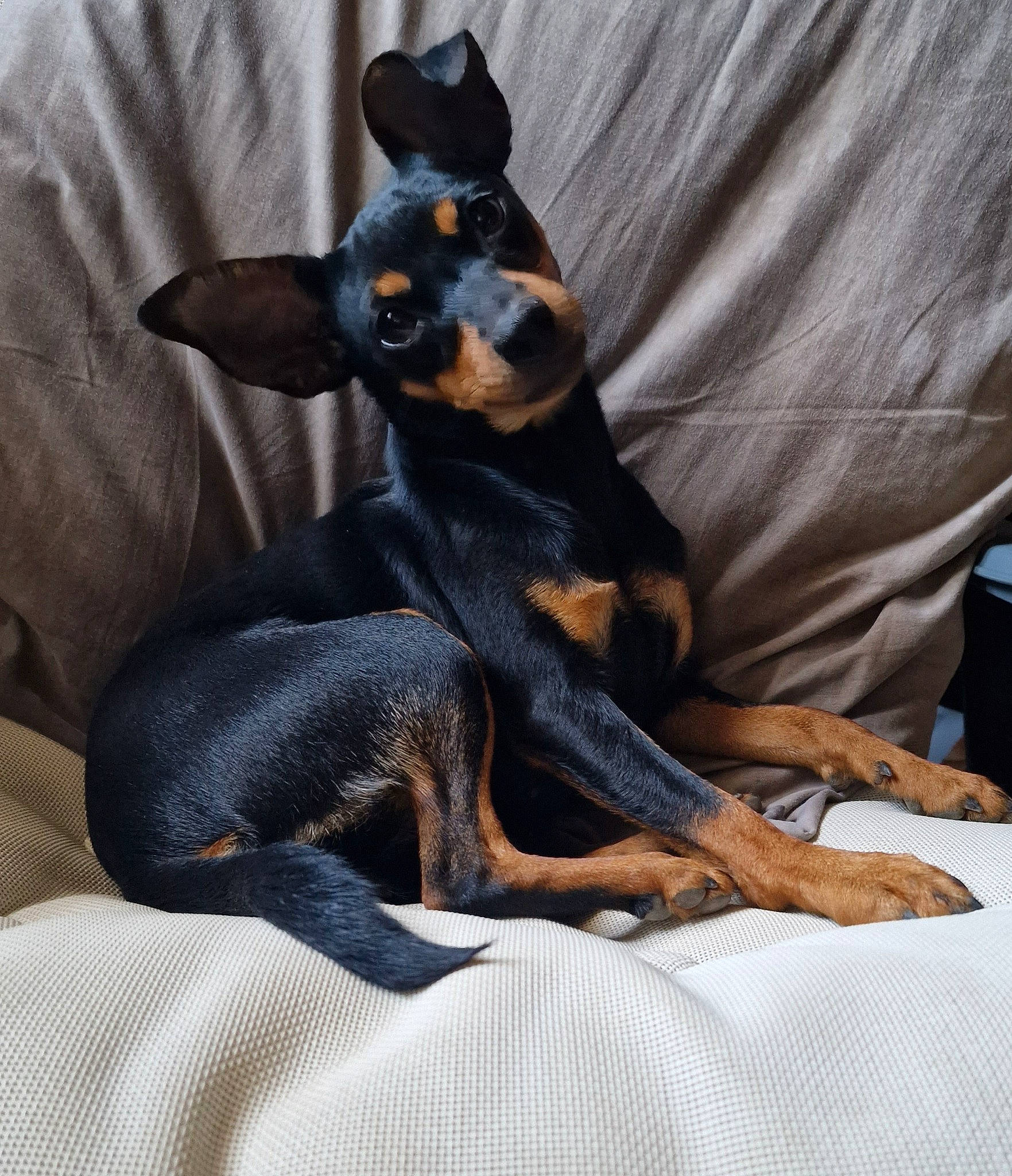 Titi a rejoint le concours — aidez-le/la à gagner de superbes lots ! canidae, carnivore, comfort, companion_dog, dog, dog_breed, fawn, fur, grey, guard_dog, paw, pinscher, prazsky_krysarik, snout, terrestrial_animal, toy_dog, whiskers, working_animal, working_dog