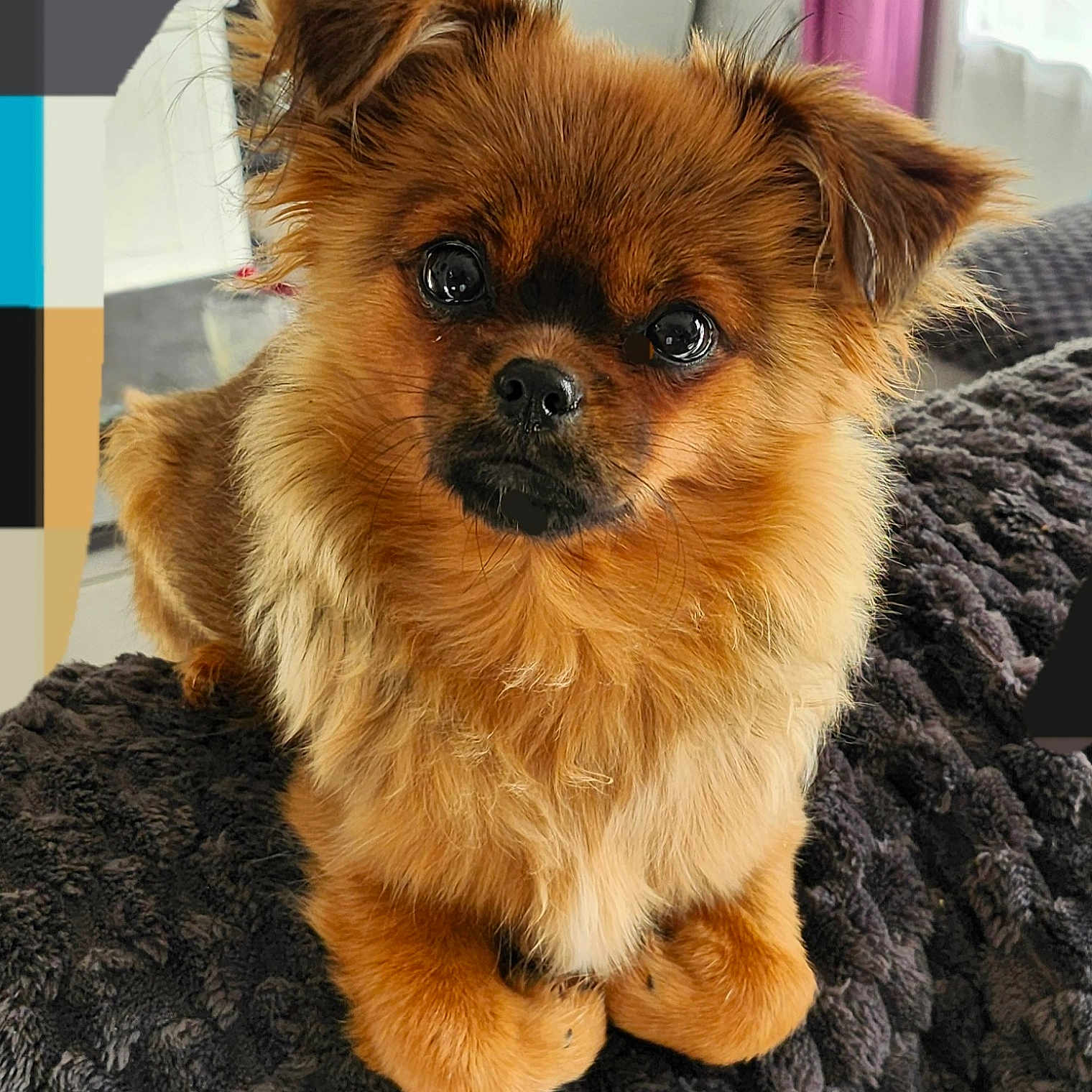 Aria participe au concours pour gagner de l'argent avec cette photo : affenpinscher, animal, canine, chihuahua, cockerspaniel, dog, dogbed, papillon, pet, puppy, snout, terrier