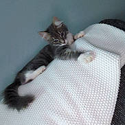 Artemis is registered to the contest to win money with this photo: kitten, cat, pet, animal, feline, playful, curious, climbing, blanket, knitted, white, gray, fur, whiskers, ears, tail, indoor, cozy, texture, soft