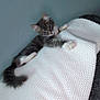 kitten, cat, pet, animal, feline, playful, curious, climbing, blanket, knitted, white, gray, fur, whiskers, ears, tail, indoor, cozy, texture, soft