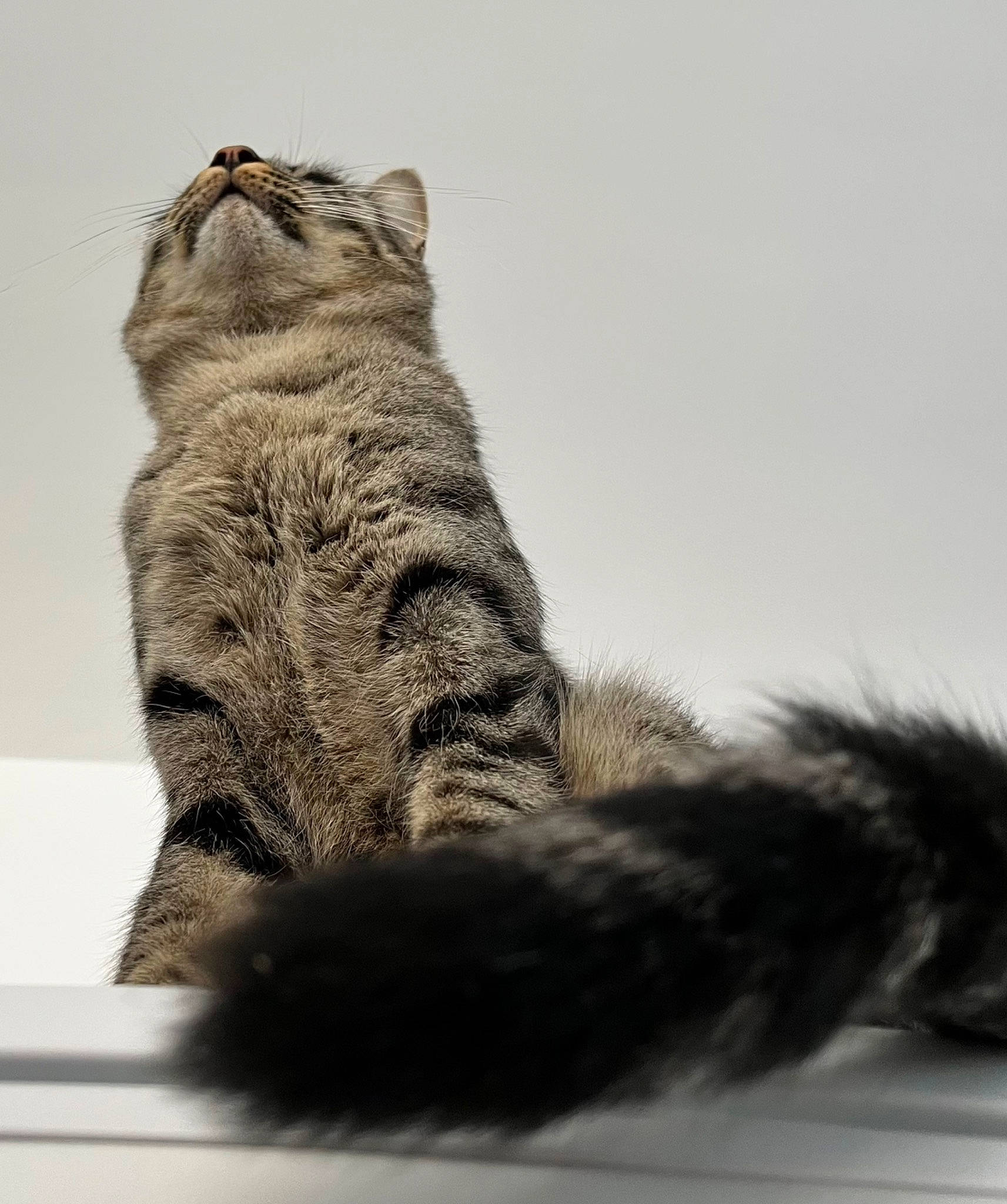 Mäze participe au concours pour gagner de l'argent avec cette photo : art, carnivore, cat, claw, domestic_short_haired_cat, felidae, foot, fur, gesture, grey, lynx, monochrome_photography, paw, small_to_medium_sized_cats, snout, tail, terrestrial_animal, tree, whiskers, wildlife