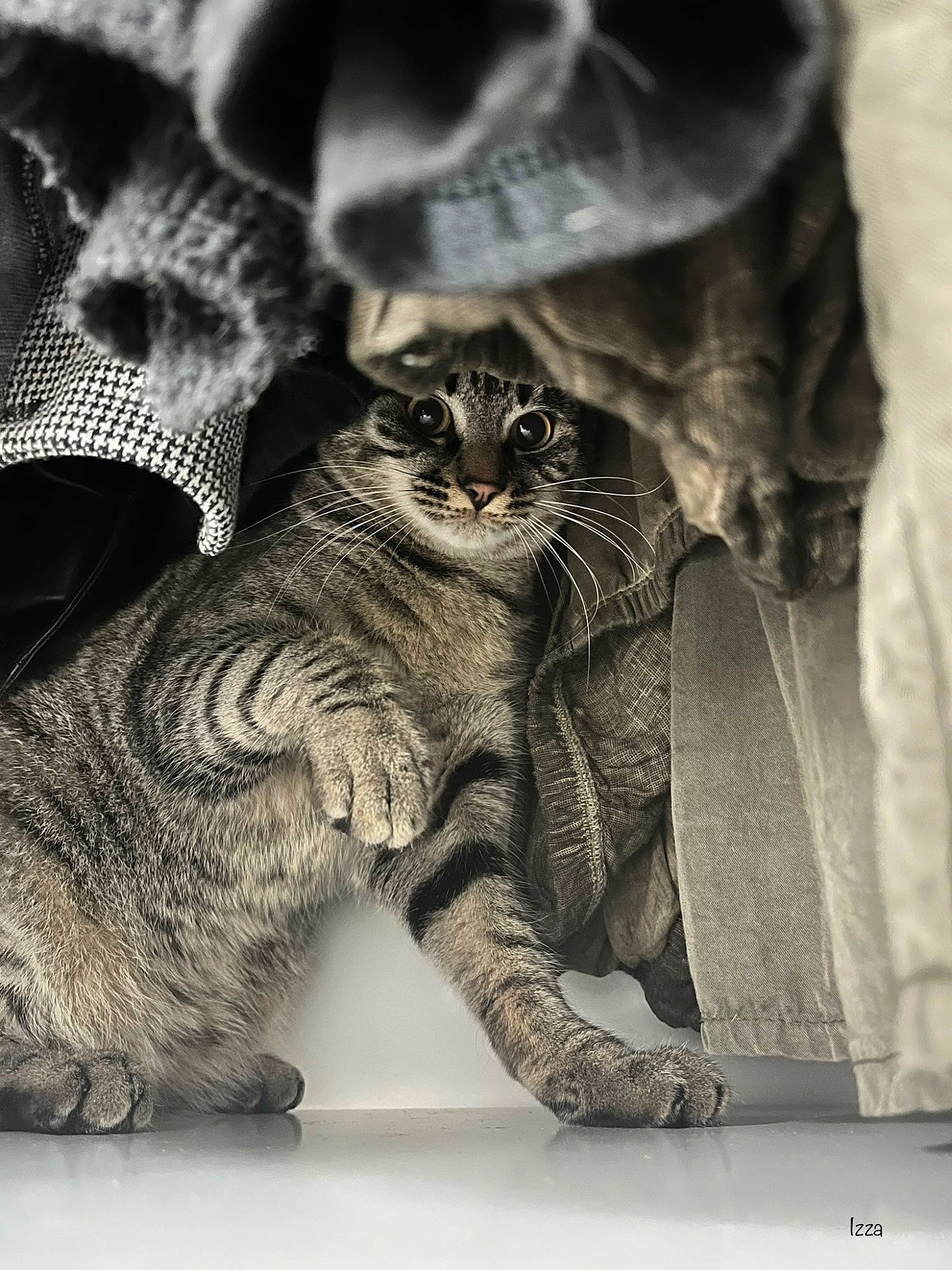 Mäze participe au concours pour gagner de l'argent avec cette photo : black_and_white, carnivore, cat, comfort, domestic_short_haired_cat, felidae, fur, grey, monochrome, monochrome_photography, pattern, paw, small_to_medium_sized_cats, still_life_photography, stock_photography, style, tail, terrestrial_animal, whiskers, wildlife