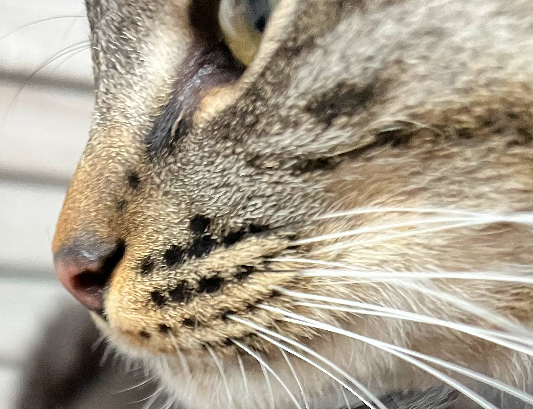 Mäze participe au concours pour gagner de l'argent avec cette photo : carnivore, cat, close_up, domestic_short_haired_cat, felidae, fur, grass, macro_photography, small_to_medium_sized_cats, snout, terrestrial_animal, tree, whiskers, wildlife