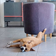 Vox a rejoint le concours — aidez-le/la à gagner de superbes lots ! brown_dog, canine, casual, dog, ears, furniture, home, indoor, legs, living_space, lying_down, modern_room, natural_light, pet, purple_chair, quiet, relaxed, resting, tile_floor, white_markings