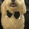 Twister a rejoint le concours — aidez-le/la à gagner de superbes lots ! dog, white_dog, bow_tie, pet, fluffy, small_dog, indoor, chair, furniture, cute, animal, portrait, looking_up, adorable, pet_accessory, domestic_animal, companion, friendly, fur, canine