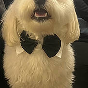 Twister a rejoint le concours — aidez-le/la à gagner de superbes lots ! dog, white_dog, bow_tie, pet, fluffy, small_dog, sitting, indoor, furniture, chair, close_up, cute, animal, portrait, companion, domestic_animal, looking_up, adorable, black_bow_tie, furry