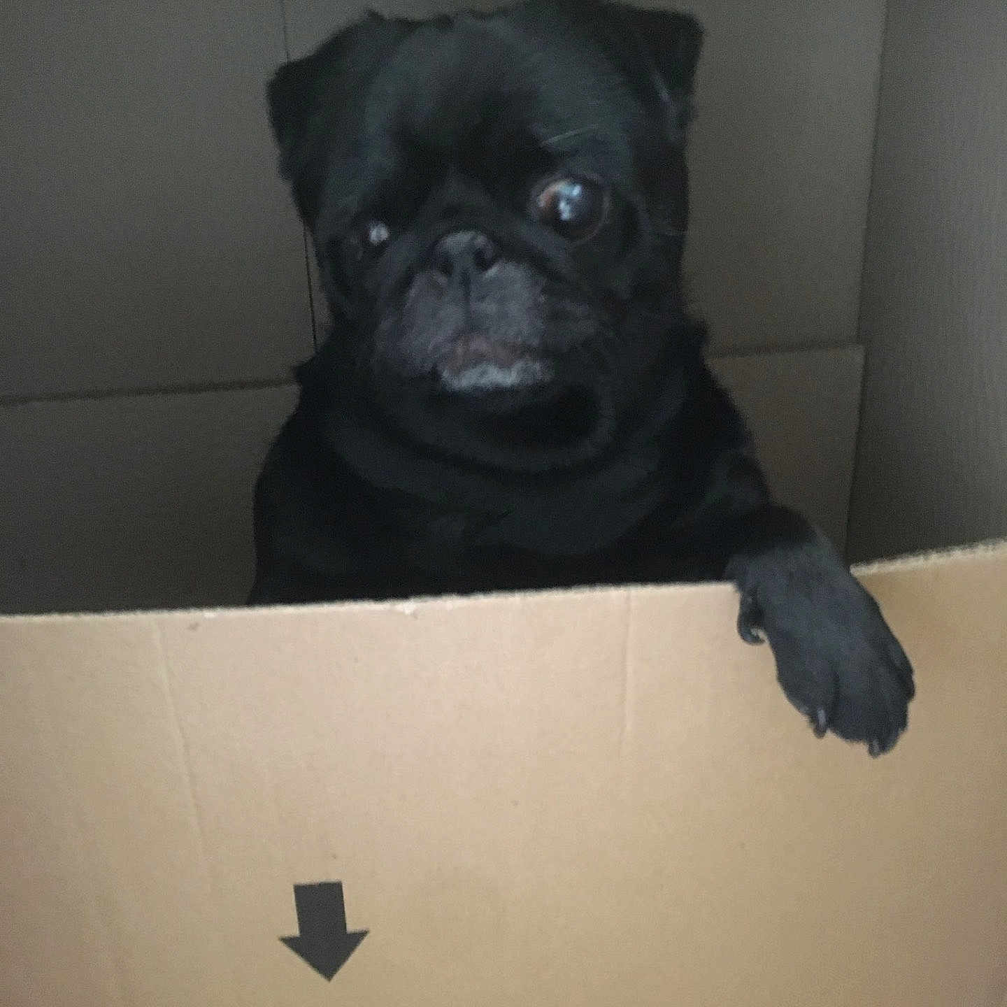 Mya a rejoint le concours — aidez-le/la à gagner de superbes lots ! animal, box, boxer, bulldog, canine, cardboard, carton, dog, frenchbulldog, indoors, pet, pug, puppy