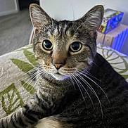 Dave is registered to the contest to win money with this photo: cat, tabby, pet, feline, animal, portrait, close_up, whiskers, green_eyes, ears, striped_fur, lying_down, paws, blanket, indoor, home, couch, cozy, closeup_photography, serious_expression