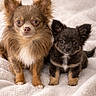 adorable, animal, blanket, chihuahua, companion, cute, cute_puppy, dog, ears, eyes, fluffy, friendship, fur, indoor, pet, portrait, puppy, sitting, small_dog, two_dogs