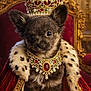 Abby participe au concours pour gagner de l'argent avec cette photo : animal, cape, closeup, crown, cute, decor, dog, fur, gold, indoor, jewelry, luxury, pet, portrait, puppy, red_velvet, regal, royalty, small_dog, throne