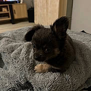 Abby participe au concours pour gagner de l'argent avec cette photo : animal, black, blanket, brown, comfort, cozy, cute, dog, ears, eyes, fur, fur_texture, indoor, living_room, pet, puppy, resting, small, soft, young