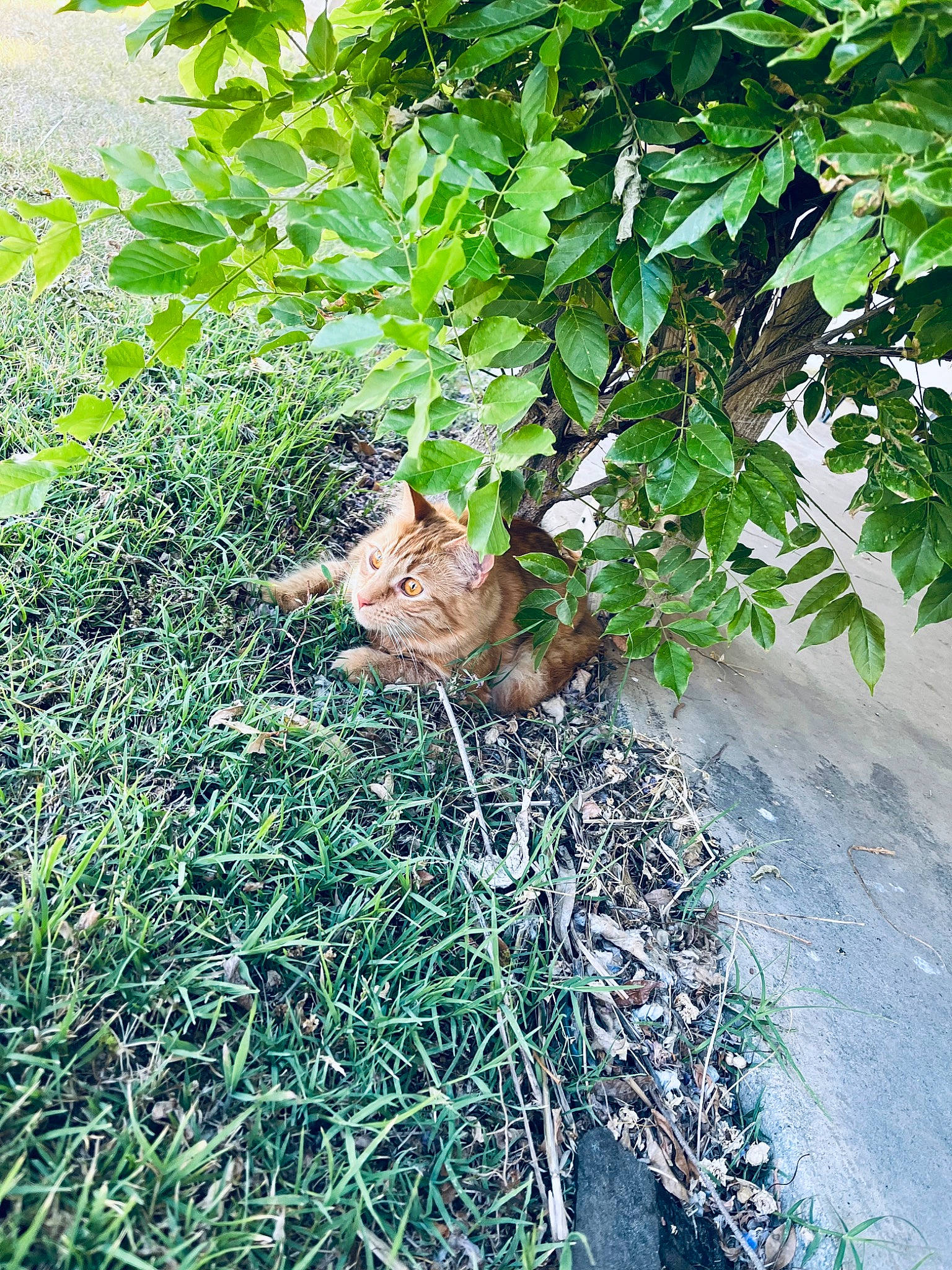 Aura joined the competition — help win amazing prizes! botany, carnivore, cat, domestic_short_haired_cat, fawn, felidae, grass, groundcover, leaf, plant, shrub, small_to_medium_sized_cats, soil, sunlight, tail, terrestrial_plant, tree, vegetation, whiskers, woody_plant