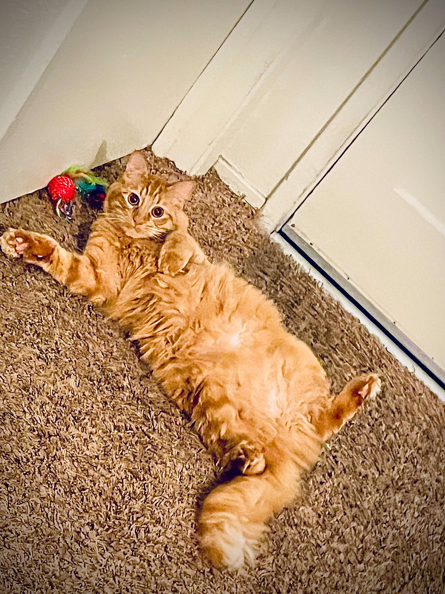 Aura joined the competition — help win amazing prizes! canidae, carnivore, cat, claw, comfort, companion_dog, domestic_short_haired_cat, fawn, felidae, floor, flooring, fur, hardwood, pattern, paw, small_to_medium_sized_cats, tail, terrestrial_animal, whiskers, wood