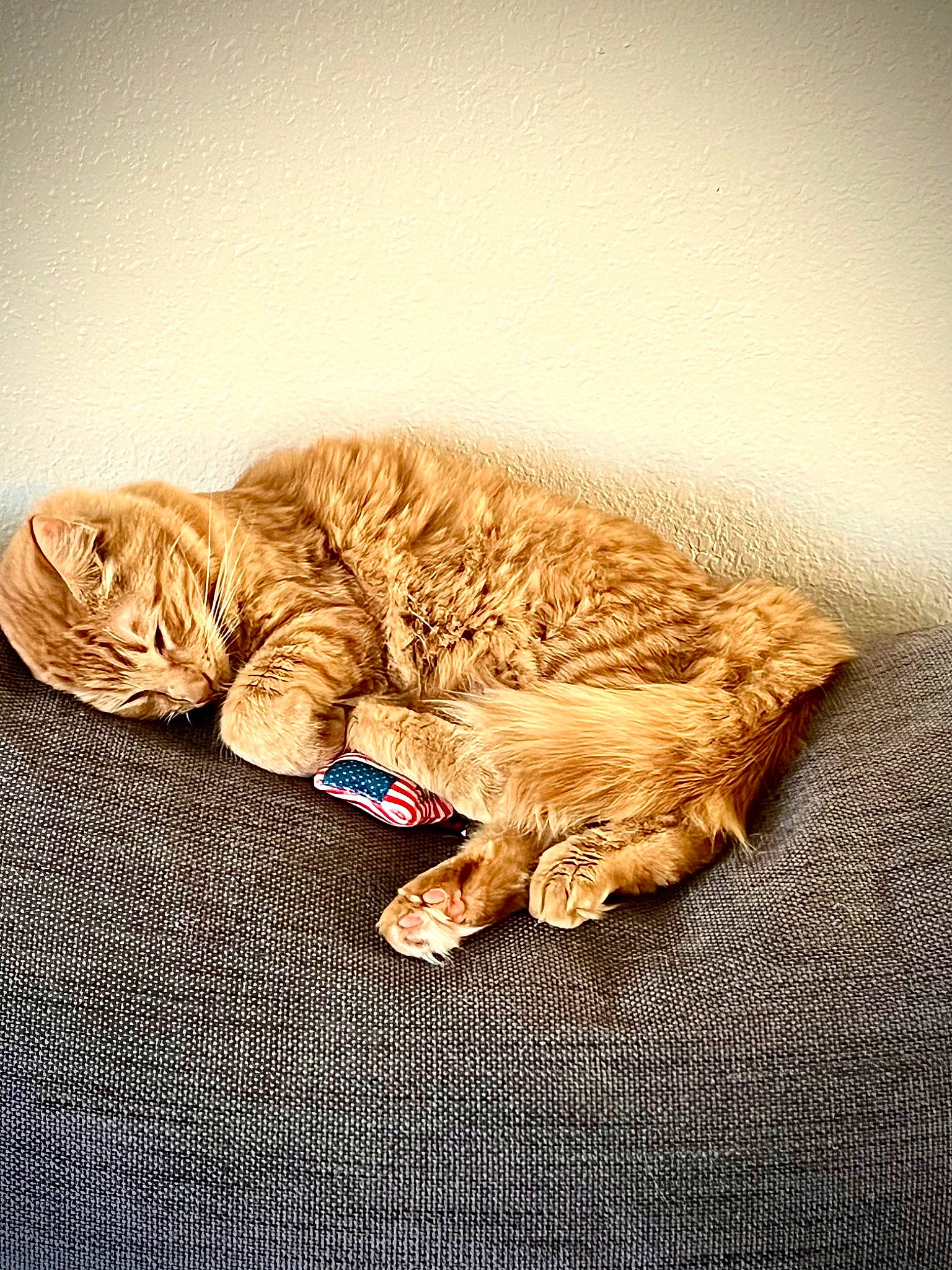 Aura joined the competition — help win amazing prizes! canidae, carnivore, cat, claw, comfort, companion_dog, domestic_short_haired_cat, fawn, felidae, fur, human_leg, leg, linens, paw, small_to_medium_sized_cats, sporting_group, tail, toy, whiskers, wood