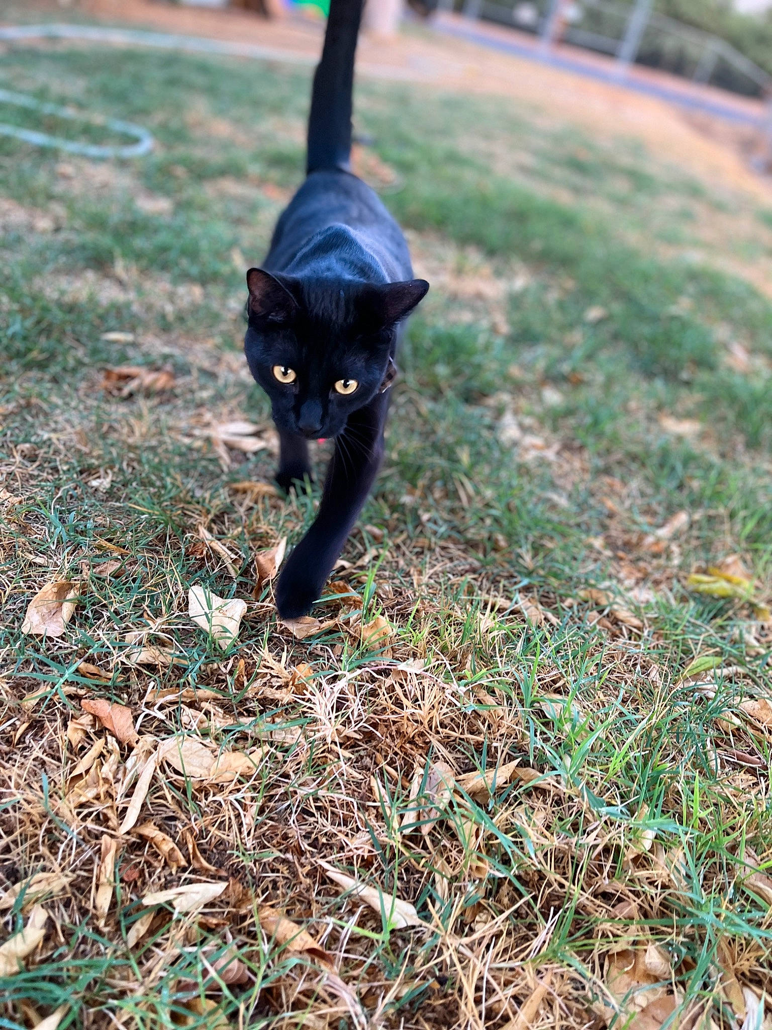 Zayne is registered to the contest to win money with this photo: black_cat, bombay, carnivore, cat, felidae, fur, grass, groundcover, plant, shadow, small_to_medium_sized_cats, soil, tail, terrestrial_animal, tints_and_shades, whiskers