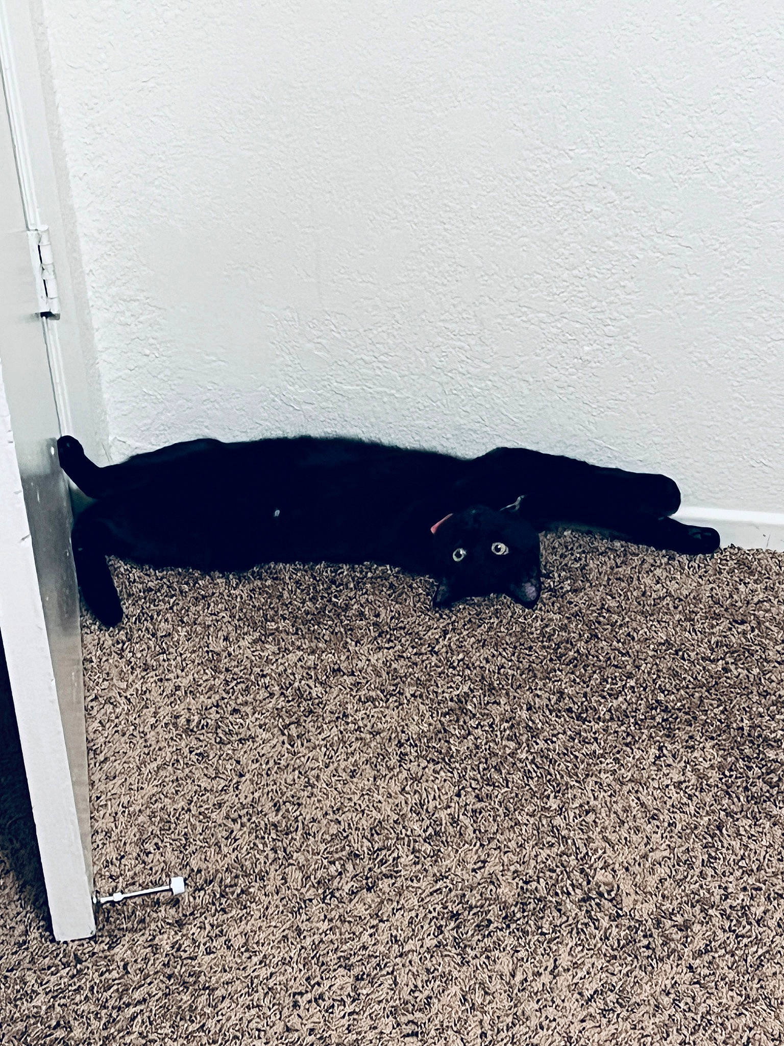 Zayne is registered to the contest to win money with this photo: asphalt, bombay, carnivore, carpet, cat, comfort, dog_breed, electric_blue, felidae, flooring, grass, human_leg, rectangle, shadow, soil, sporting_group, tail, terrestrial_animal, tints_and_shades, wood