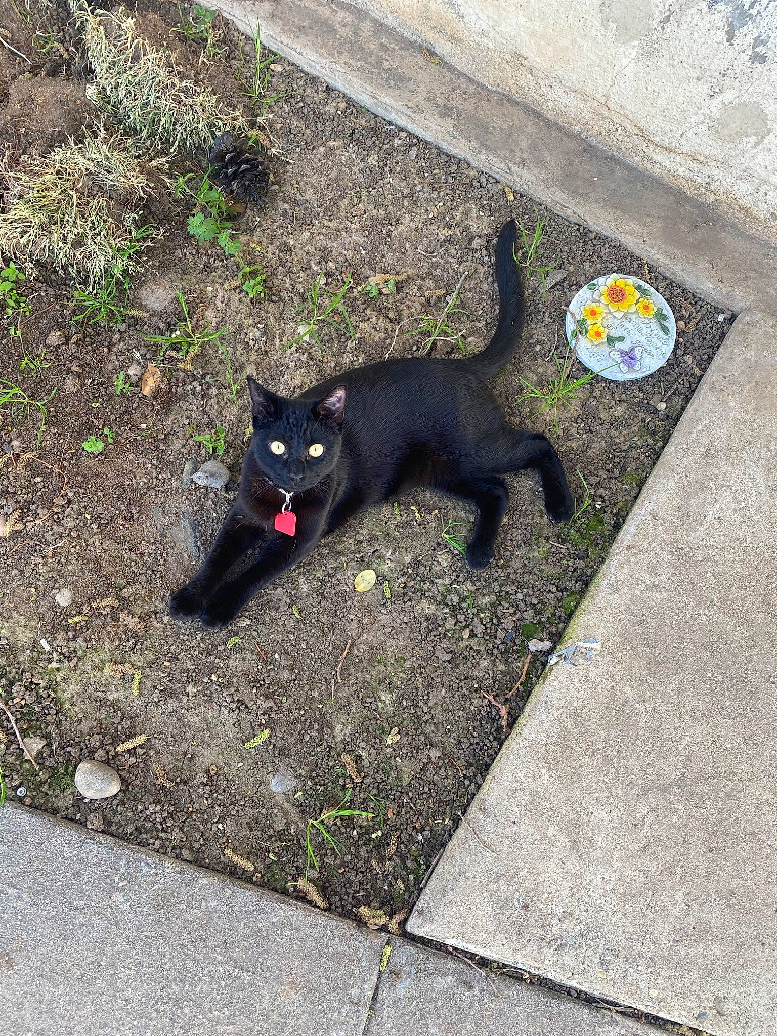 Zayne is registered to the contest to win money with this photo: asphalt, black_cat, carnivore, cat, domestic_short_haired_cat, felidae, fur, grass, plant, road, road_surface, shadow, sidewalk, small_to_medium_sized_cats, snout, tail, tar, tints_and_shades, tree, whiskers