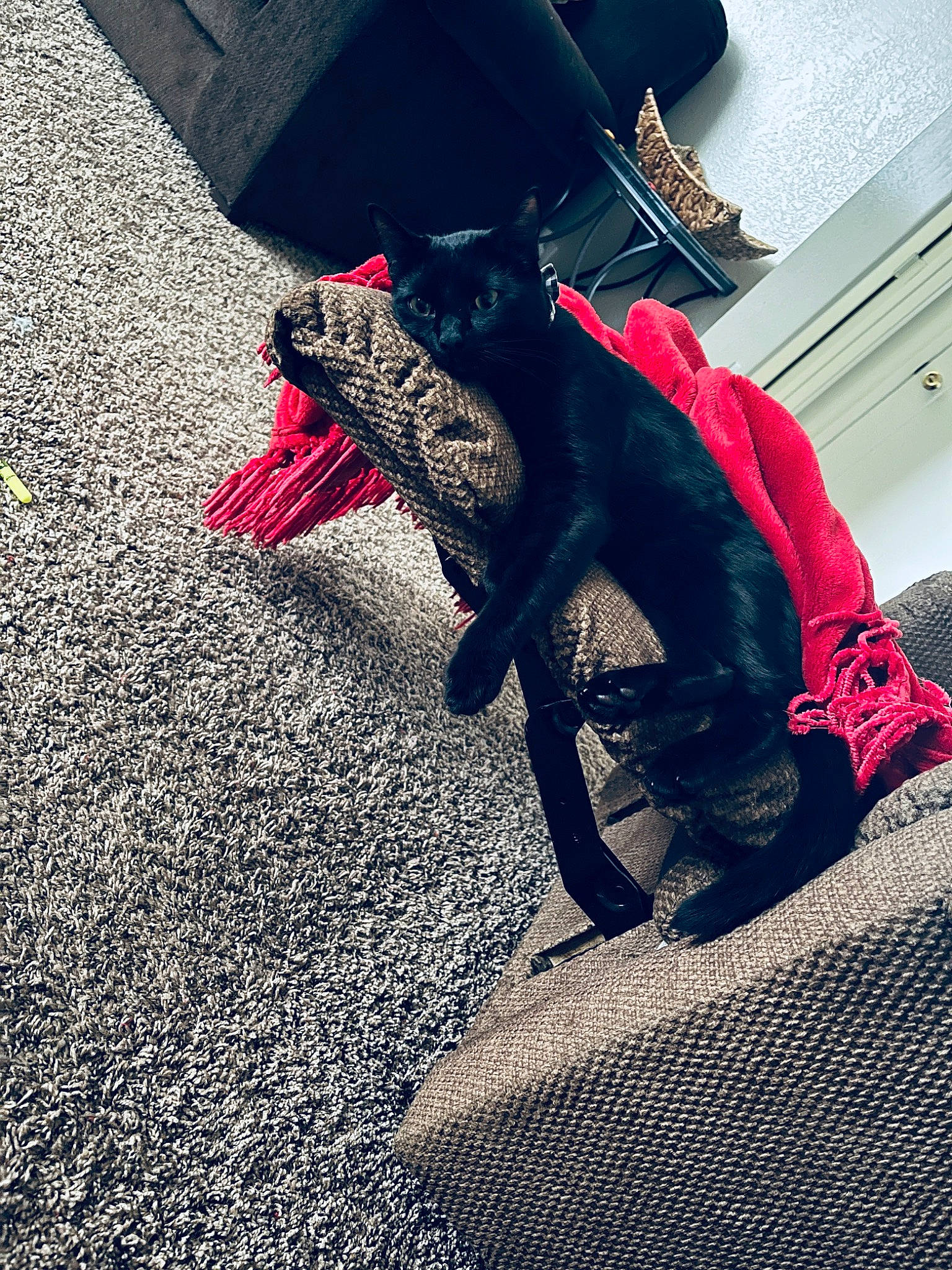 Zayne joined the competition — help win amazing prizes! asphalt, carmine, companion_dog, dress, fashion_accessory, felidae, flooring, foot, fur, hat, headgear, human_leg, knee, plant, road_surface, sportswear, tail, thigh, tints_and_shades, tree