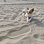 animal, beach, blurred_background, canine, daytime, dog, footprint, holiday, lying_down, nature, outdoor, pet, relaxing, sand, shallow_depth_of_field, small_dog, summer, sunny, vacation, white_and_brown