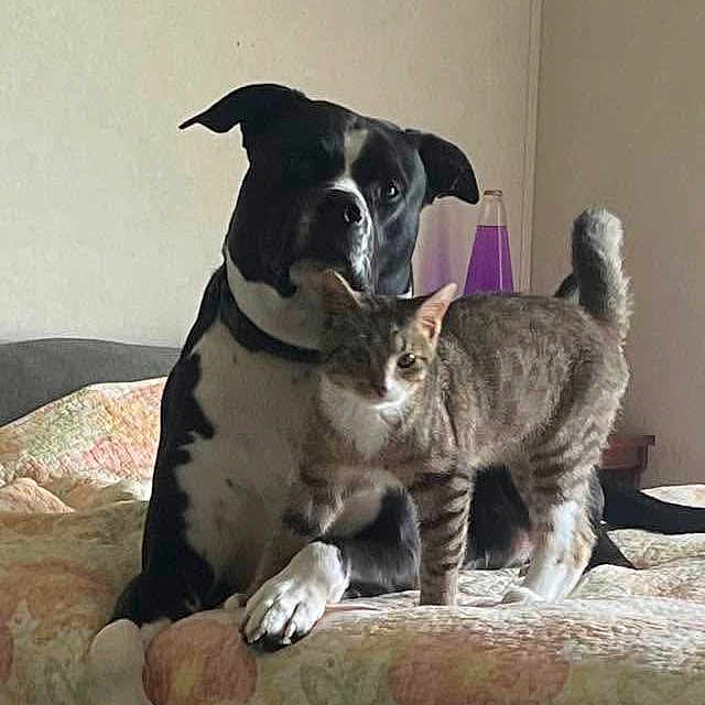 Titter is registered to the contest to win money with this photo: dog, cat, bed, bedspread, floral_pattern, indoor, pet, animal, black_and_white_dog, tabby_cat, furniture, resting, companion, domestic, mammal, cute, friendship, calm, light, wall