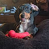 dog, puppy, dachshund, toy, red_toy, blanket, indoor, pet, cute, tongue_out, black_and_tan, fur, paw, lying_down, cozy, playful, animal, domestic, resting, household
