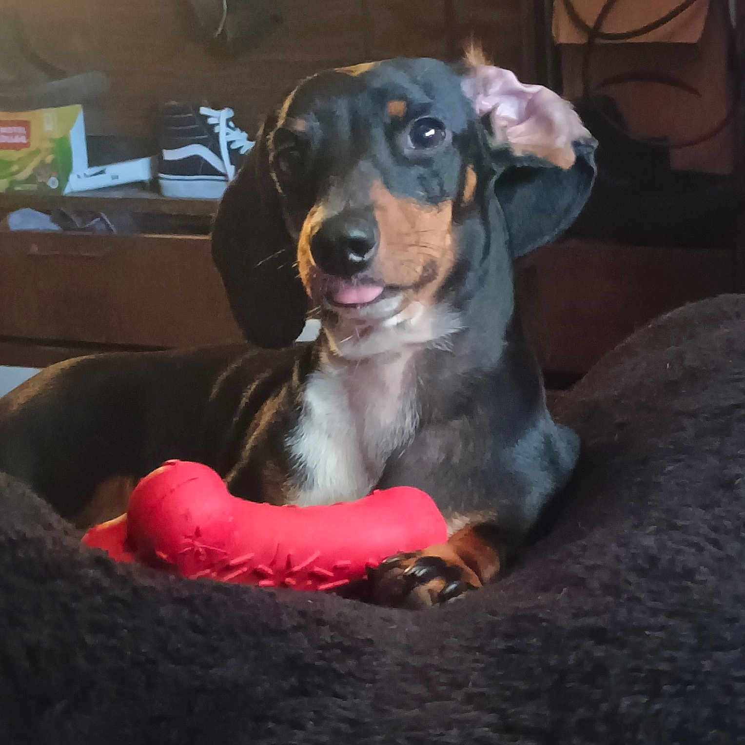 Gemma