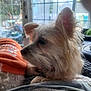 Maggie Sue is registered to the contest to win money with this photo: dog, small_dog, orange_sweater, indoor, blanket, window, glass_door, fur, pet, animal, cozy, resting, side_view, collar, domestic_animal, furniture, daylight, relaxing, cute, companion