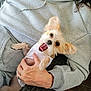dog, small_dog, white_shirt, person, hand, gray_hoodie, happy, smiling, pet, cute, ears, open_mouth, indoor, cozy, candid, affection, fur, face, holding, chair