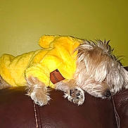 Maggie Sue is registered to the contest to win money with this photo: dog, sleeping, yellow_outfit, furry, small_dog, couch, leather, brown, indoor, pet, cozy, nap, fur, animal, resting, cute, yellow_wall, fluffy, domestic_animal, comfortable