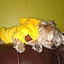 dog, sleeping, yellow_outfit, furry, small_dog, couch, leather, brown, indoor, pet, cozy, nap, fur, animal, resting, cute, yellow_wall, fluffy, domestic_animal, comfortable