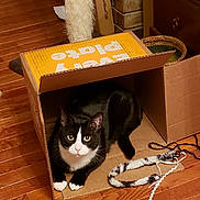 Buddy joined the competition — help win amazing prizes! animal, black_and_white, cardboard_box, cat, cat_toy, cozy, curious, domestic_cat, ears, eyes, feline, floor, indoor, paws, pet, playful, resting, tuxedo_cat, whiskers, wooden_floor