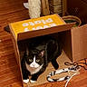 animal, black_and_white, cardboard_box, cat, cat_toy, cozy, curious, domestic_cat, ears, eyes, feline, floor, indoor, paws, pet, playful, resting, tuxedo_cat, whiskers, wooden_floor