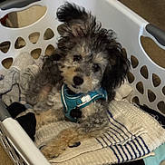 Dash is registered to the contest to win money with this photo: dog, puppy, laundry_basket, towels, clothes, curly_hair, pet, indoor, cute, blue_harness, fur, relaxed, animal, domestic_animal, floor, white_basket, fabric, small_dog, resting, ears