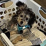 dog, puppy, laundry_basket, towels, clothes, curly_hair, pet, indoor, cute, blue_harness, fur, relaxed, animal, domestic_animal, floor, white_basket, fabric, small_dog, resting, ears