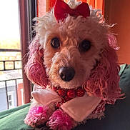 Zoee is registered to the contest to win money with this photo: adorable, animal, bow, close_up, couch, curly_fur, cute, decorative, dog, fur, indoors, necklace, pet, pink_dye, poodle, portrait, red, sunlight, white, window