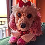 adorable, animal, bow, close_up, couch, curly_fur, cute, decorative, dog, fur, indoors, necklace, pet, pink_dye, poodle, portrait, red, sunlight, white, window