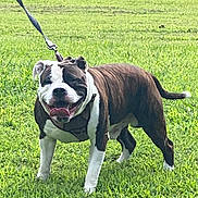 Nino joined the competition — help win amazing prizes! dog, bulldog, leash, grass, outdoor, pet, canine, happy, smiling, tongue_out, walking, greenery, animal, mammal, daylight, nature, four_legs, ears, tail, fur