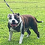 dog, bulldog, leash, grass, outdoor, pet, canine, happy, smiling, tongue_out, walking, greenery, animal, mammal, daylight, nature, four_legs, ears, tail, fur