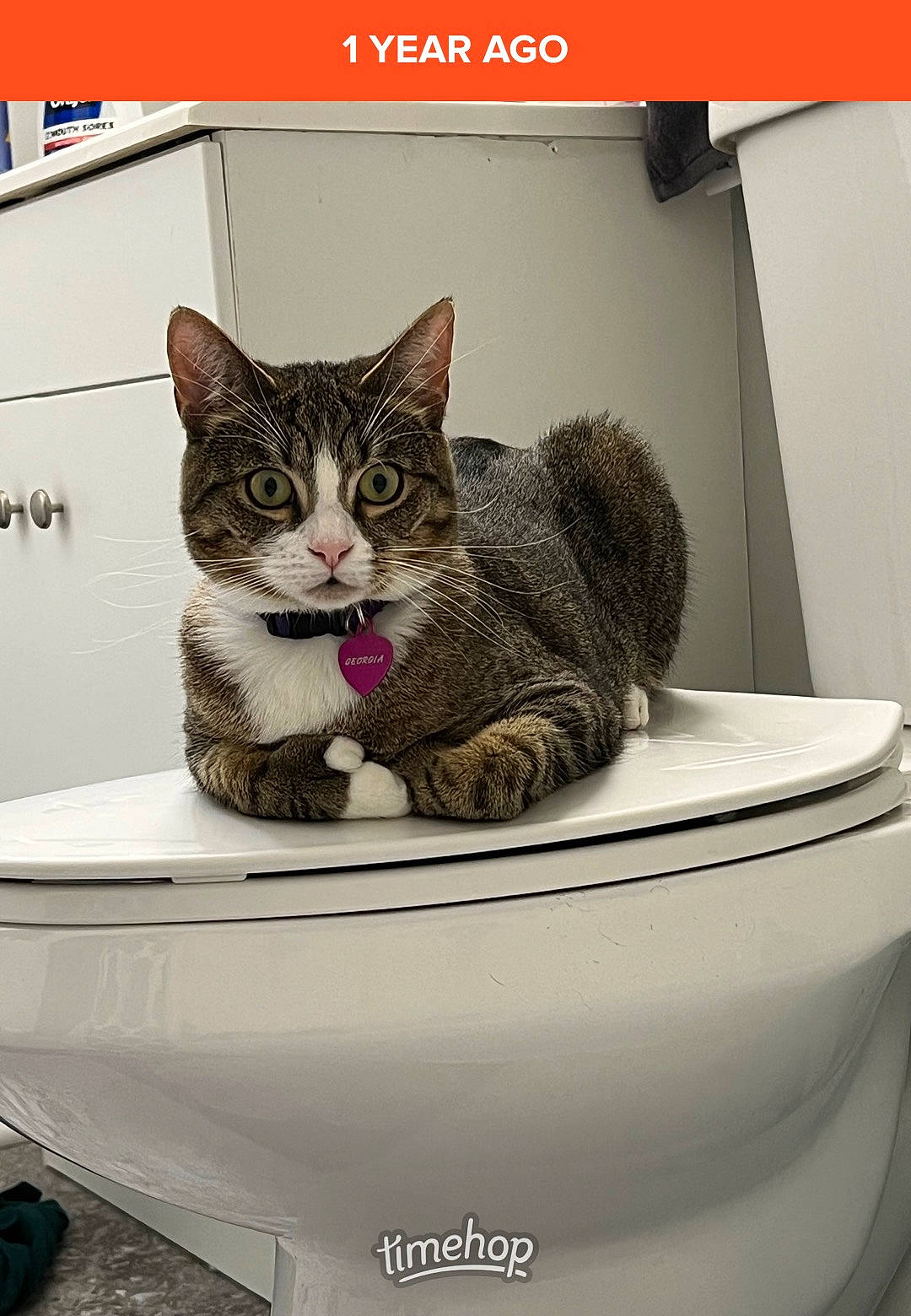 Georgia is registered to the contest to win money with this photo: box, carnivore, cat, cat_supply, ceramic, comfort, domestic_short_haired_cat, felidae, fur, household_supply, paw, photo_caption, plumbing_fixture, rectangle, serveware, small_to_medium_sized_cats, whiskers